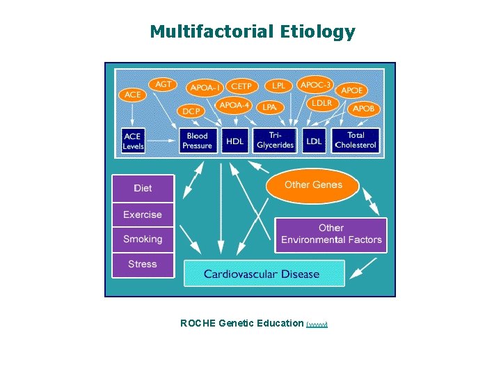 Multifactorial Etiology ROCHE Genetic Education (www) 