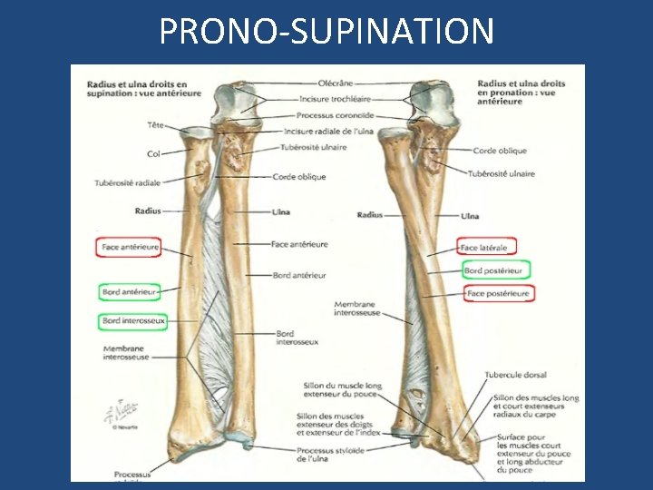 PRONO-SUPINATION 