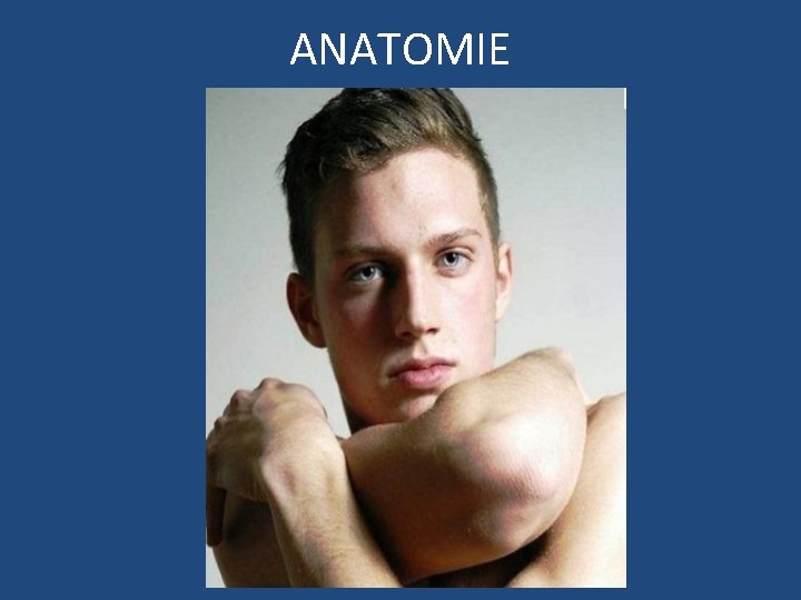 ANATOMIE 