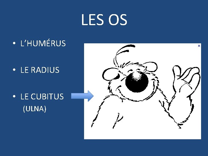 LES OS • L’HUMÉRUS • LE RADIUS • LE CUBITUS (ULNA) 