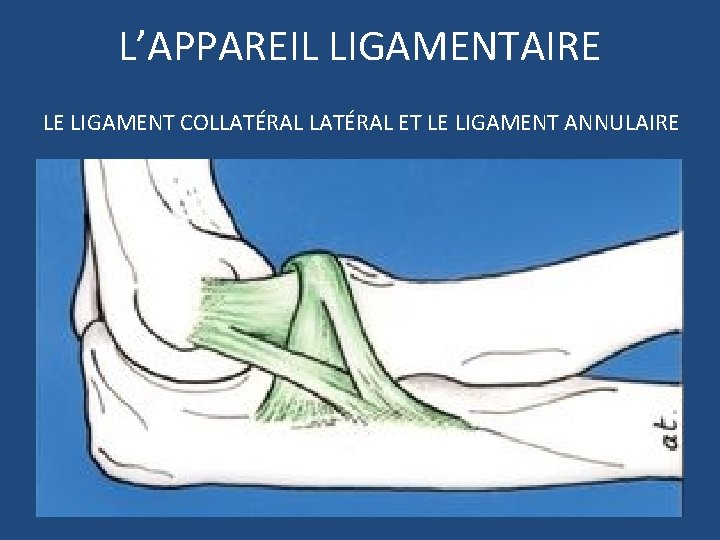 L’APPAREIL LIGAMENTAIRE LE LIGAMENT COLLATÉRAL ET LE LIGAMENT ANNULAIRE 