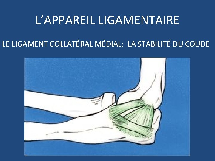 L’APPAREIL LIGAMENTAIRE LE LIGAMENT COLLATÉRAL MÉDIAL: LA STABILITÉ DU COUDE 