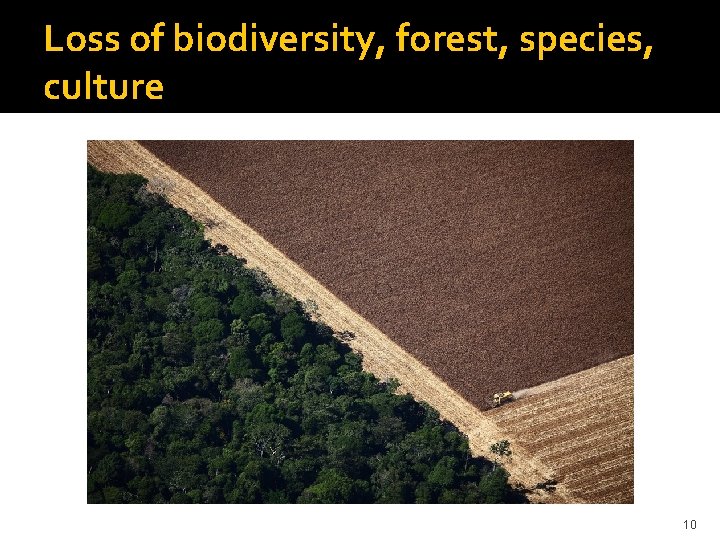 Loss of biodiversity, forest, species, culture 10 