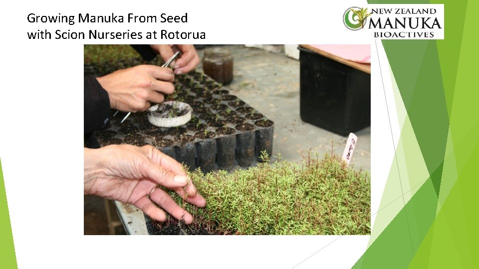 Growing Manuka From Seed with Scion Nurseries at Rotorua 