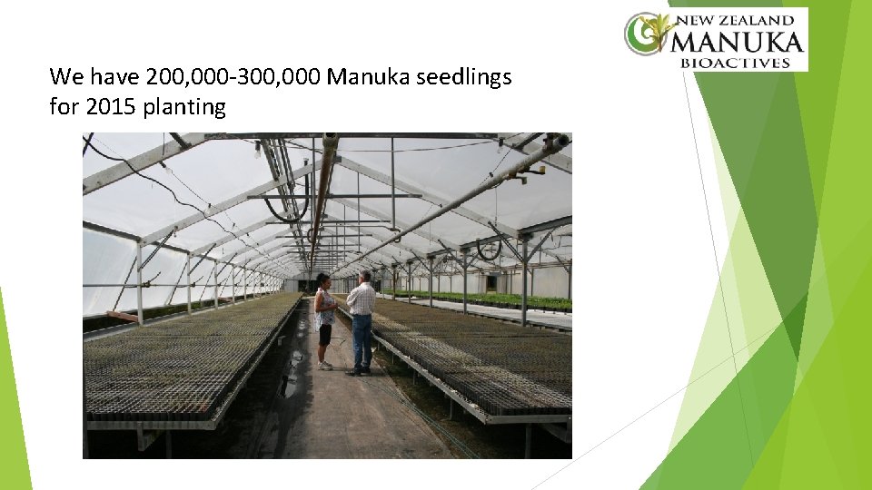 We have 200, 000 -300, 000 Manuka seedlings for 2015 planting 