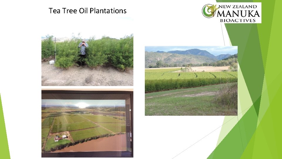 Tea Tree Oil Plantations 