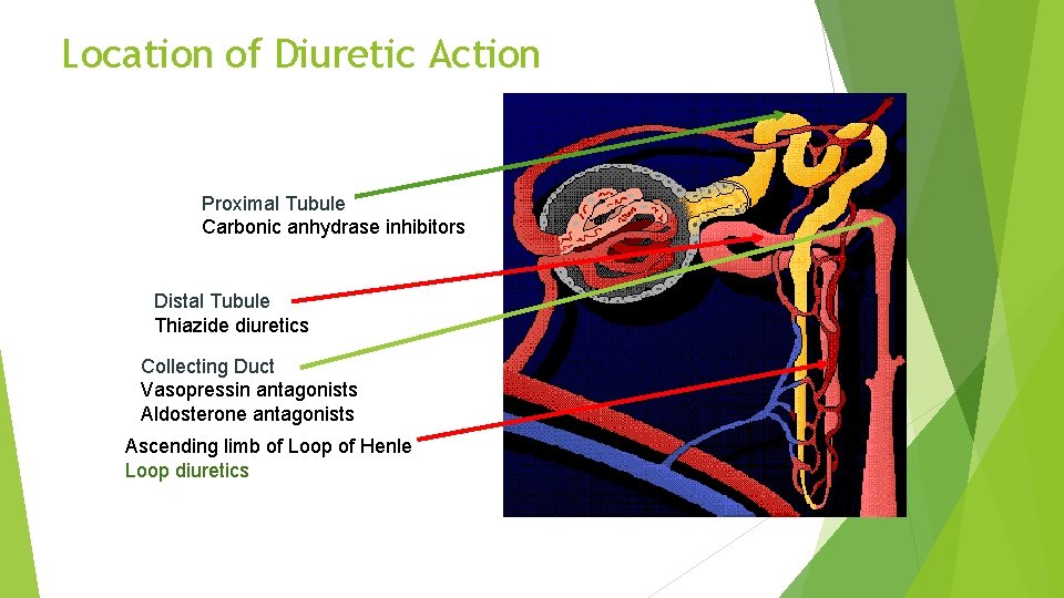 Location of Diuretic Action Proximal Tubule Carbonic anhydrase inhibitors Distal Tubule Thiazide diuretics Collecting
