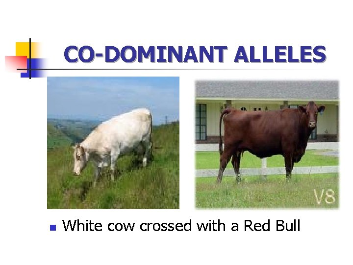 CO-DOMINANT ALLELES n White cow crossed with a Red Bull 