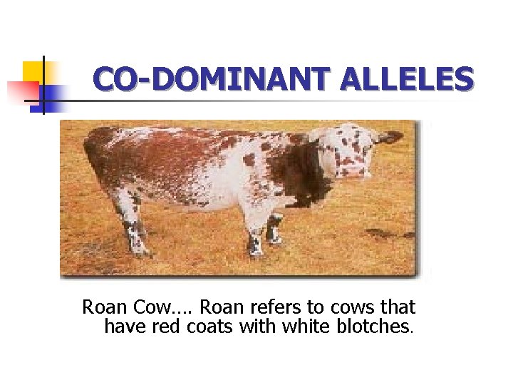 CO-DOMINANT ALLELES Roan Cow…. Roan refers to cows that have red coats with white