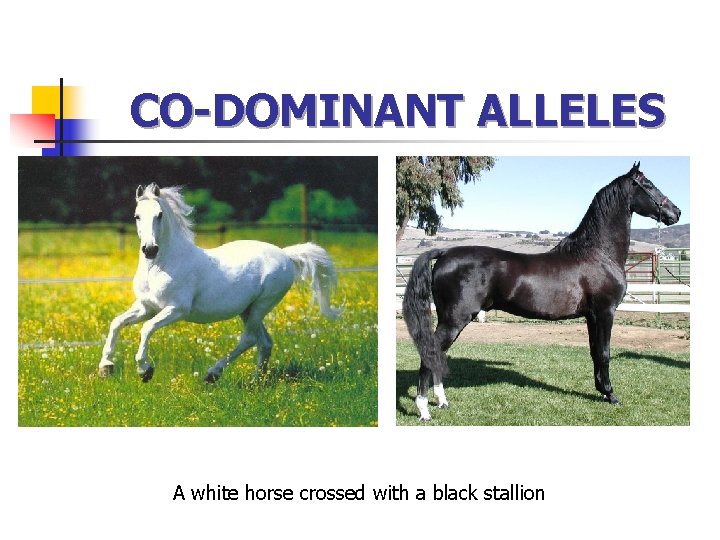 CO-DOMINANT ALLELES A white horse crossed with a black stallion 