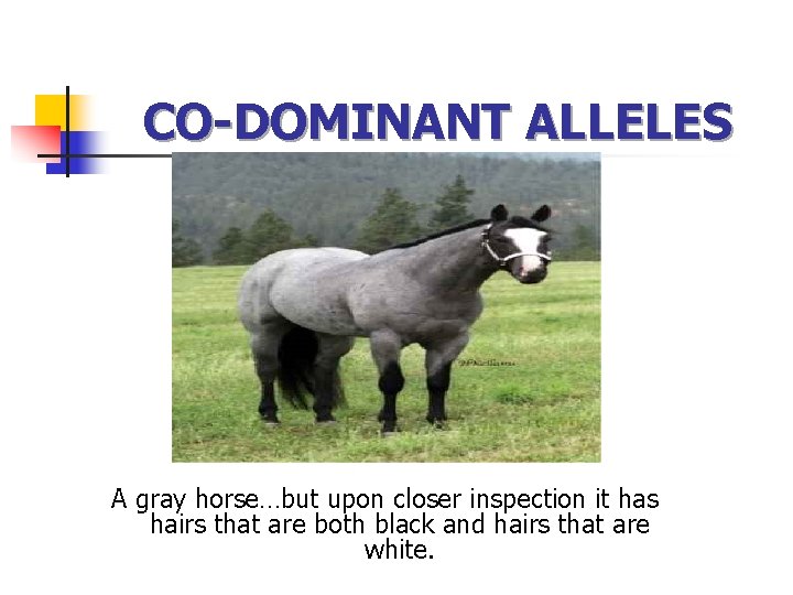 CO-DOMINANT ALLELES A gray horse…but upon closer inspection it has hairs that are both