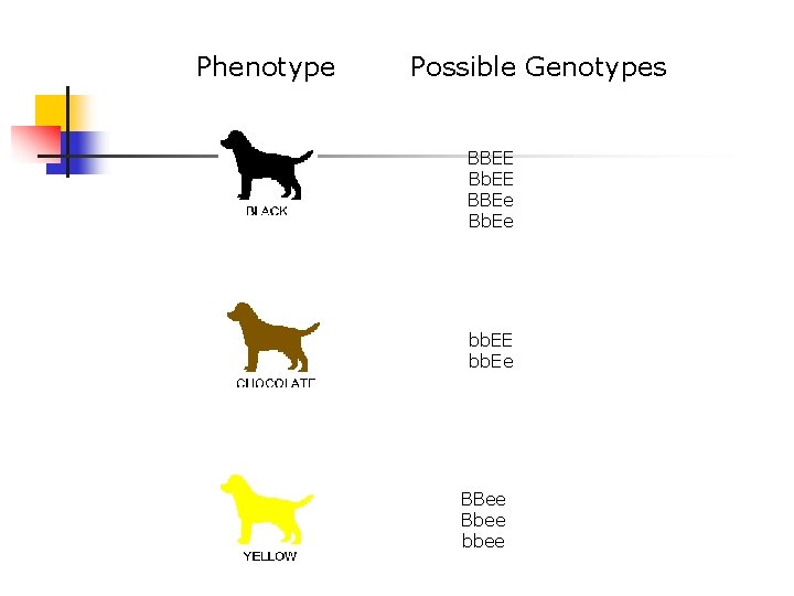 Phenotype Possible Genotypes BBEE Bb. EE BBEe Bb. Ee bb. EE bb. Ee BBee