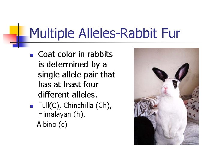 Multiple Alleles-Rabbit Fur n n Coat color in rabbits is determined by a single