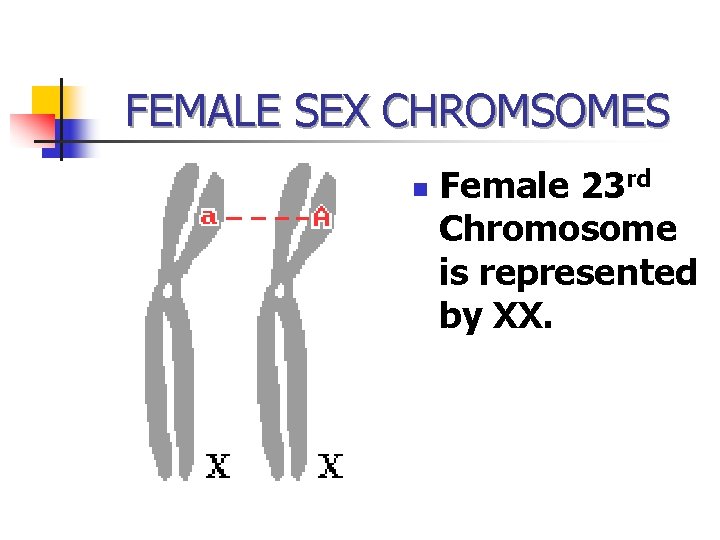 FEMALE SEX CHROMSOMES n Female 23 rd Chromosome is represented by XX. 