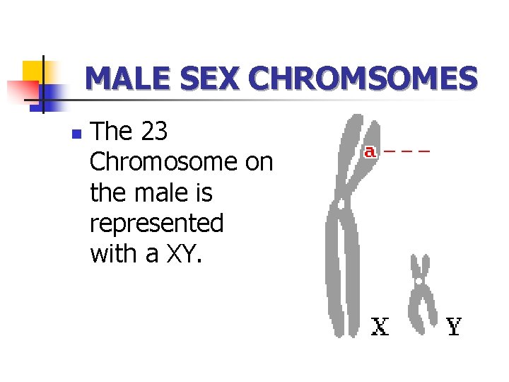 MALE SEX CHROMSOMES n The 23 Chromosome on the male is represented with a