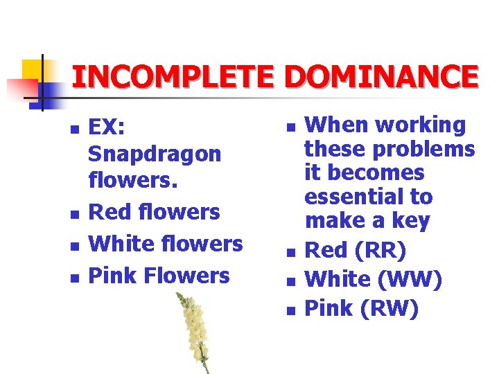 INCOMPLETE DOMINANCE n n EX: Snapdragon flowers. Red flowers White flowers Pink Flowers n