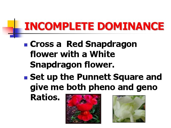 INCOMPLETE DOMINANCE Cross a Red Snapdragon flower with a White Snapdragon flower. n Set