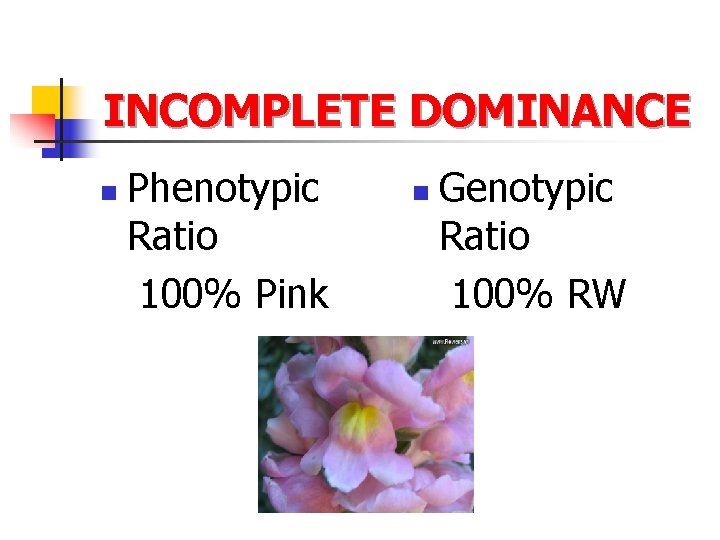 INCOMPLETE DOMINANCE n Phenotypic Ratio 100% Pink n Genotypic Ratio 100% RW 