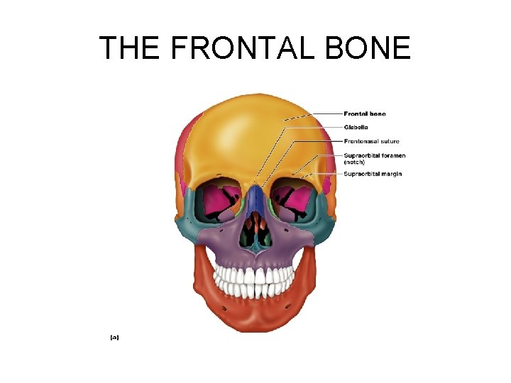 THE FRONTAL BONE 