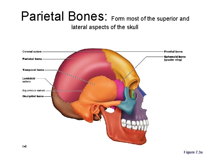 Parietal Bones: Form most of the superior and lateral aspects of the skull Figure