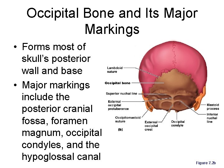 Occipital Bone and Its Major Markings • Forms most of skull’s posterior wall and
