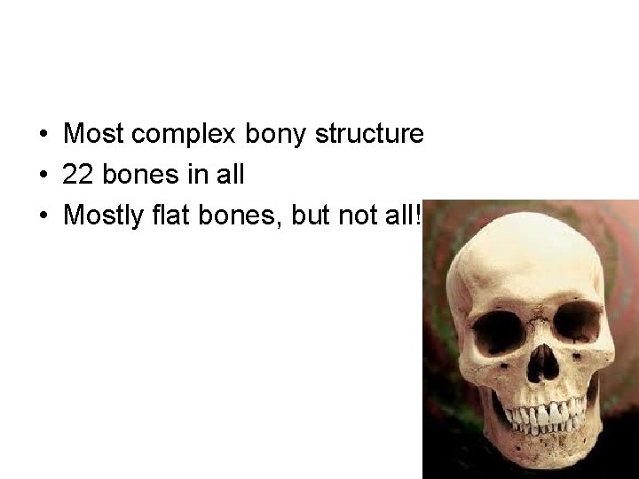  • Most complex bony structure • 22 bones in all • Mostly flat