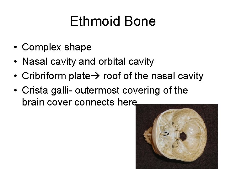 Ethmoid Bone • • Complex shape Nasal cavity and orbital cavity Cribriform plate roof