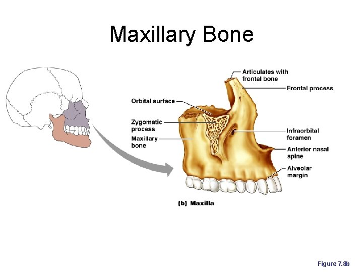 Maxillary Bone Figure 7. 8 b 