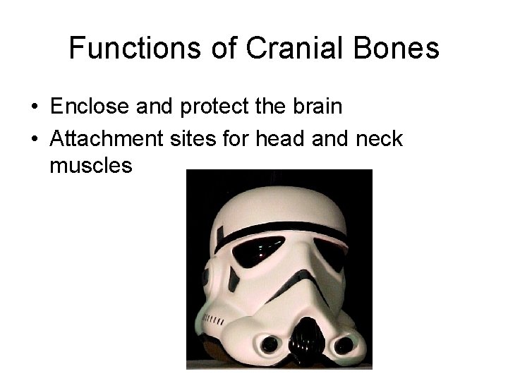 Functions of Cranial Bones • Enclose and protect the brain • Attachment sites for