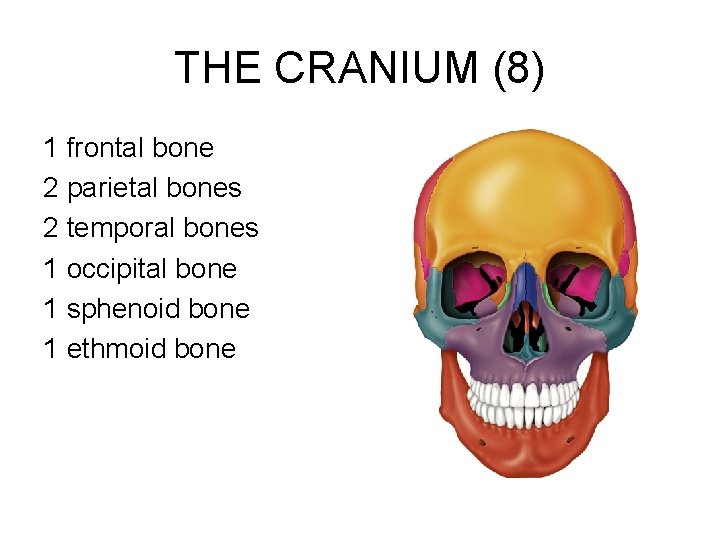 THE CRANIUM (8) 1 frontal bone 2 parietal bones 2 temporal bones 1 occipital