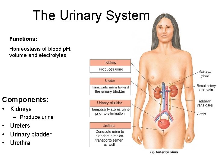 The Urinary System Functions: Homeostasis of blood p. H, volume and electrolytes Components: •