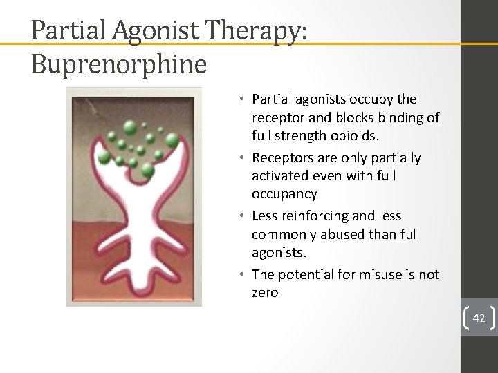 Partial Agonist Therapy: Buprenorphine • Partial agonists occupy the receptor and blocks binding of