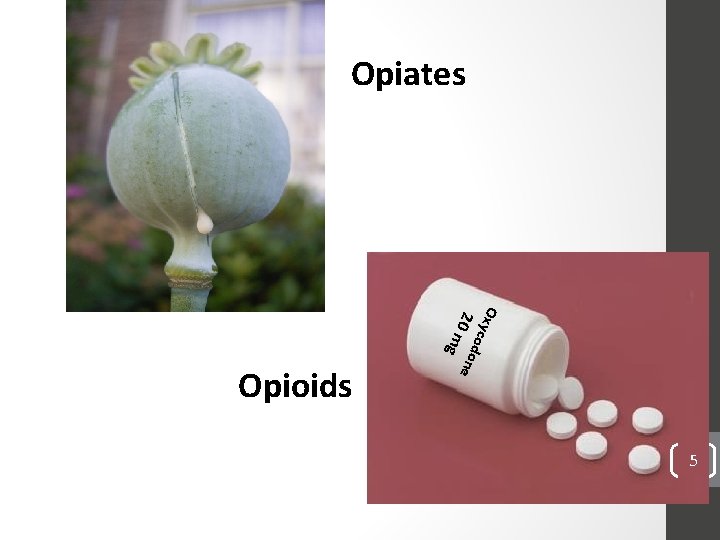 Opiates Oxy co d 20 m one g Opioids 5 