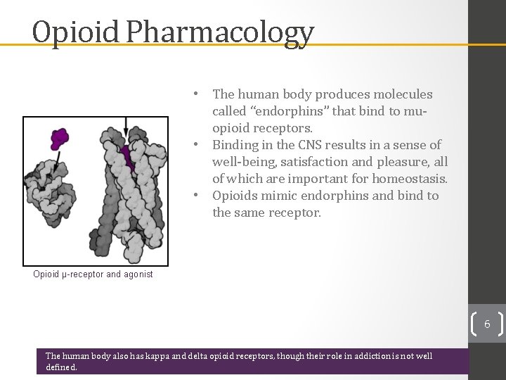 Opioid Pharmacology • The human body produces molecules called “endorphins” that bind to muopioid