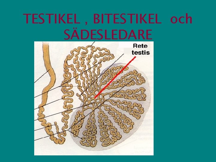 TESTIKEL , BITESTIKEL och SÄDESLEDARE 