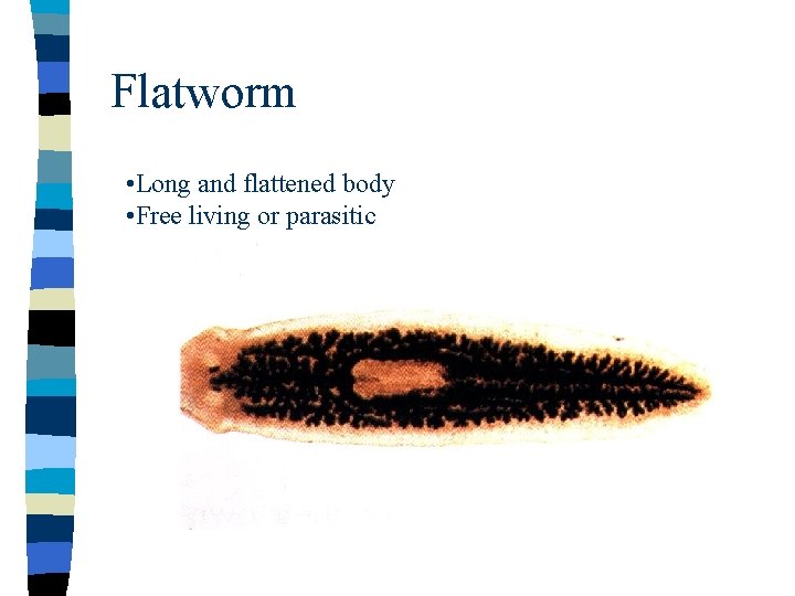 Flatworm • Long and flattened body • Free living or parasitic 