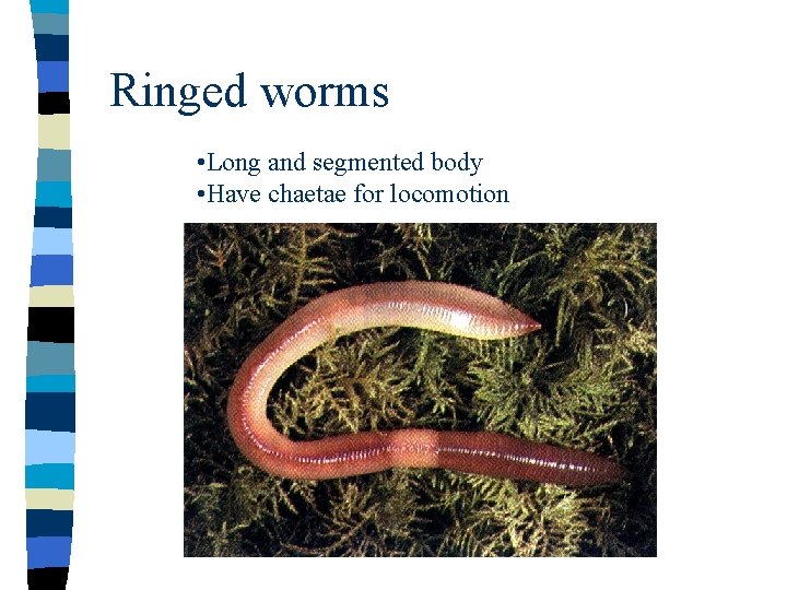 Ringed worms • Long and segmented body • Have chaetae for locomotion 