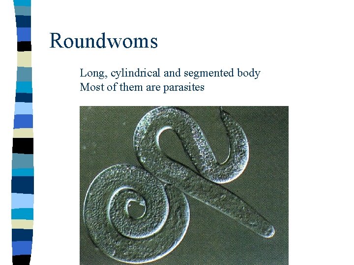 Roundwoms Long, cylindrical and segmented body Most of them are parasites 