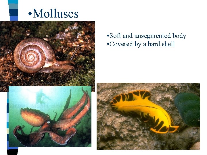  • Molluscs • Soft and unsegmented body • Covered by a hard shell