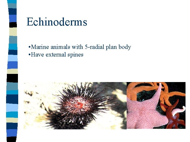 Echinoderms • Marine animals with 5 -radial plan body • Have external spines 