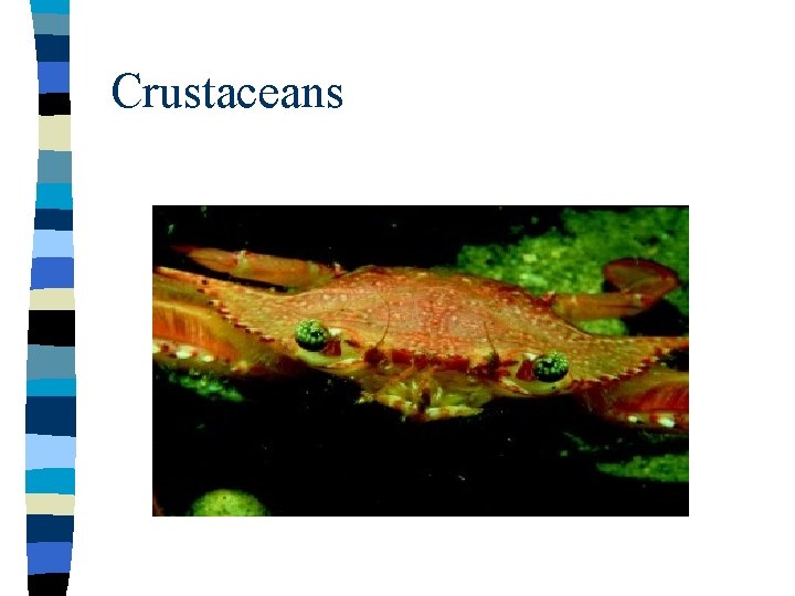 Crustaceans 