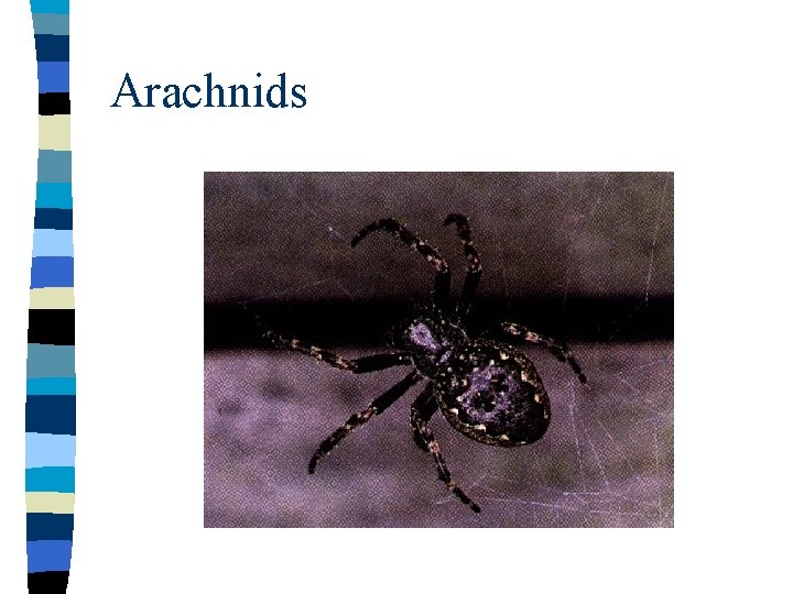 Arachnids 