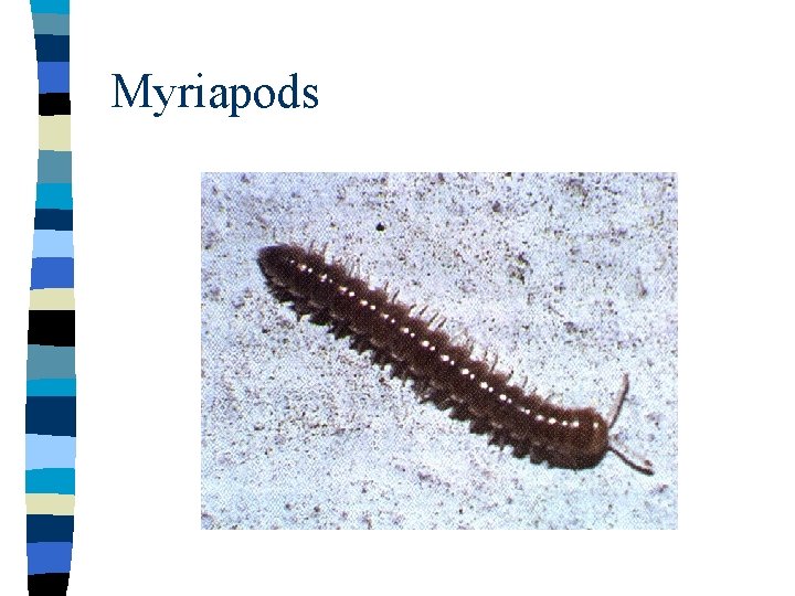Myriapods 