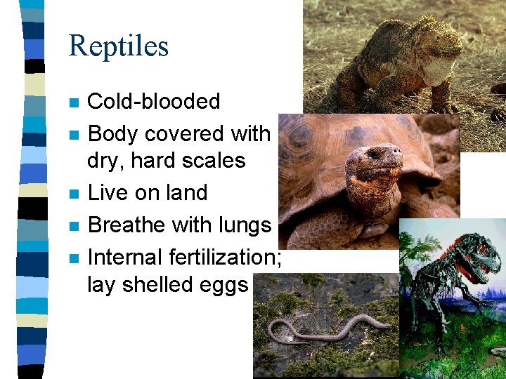 Reptiles n n n Cold-blooded Body covered with dry, hard scales Live on land