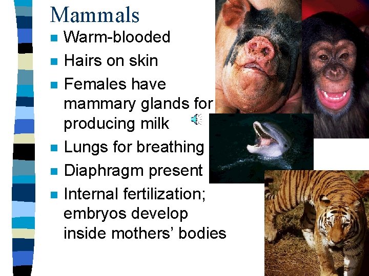 Mammals n n n Warm-blooded Hairs on skin Females have mammary glands for producing