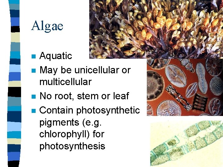 Algae n n Aquatic May be unicellular or multicellular No root, stem or leaf