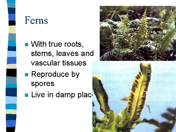 Ferns n n n With true roots, stems, leaves and vascular tissues Reproduce by