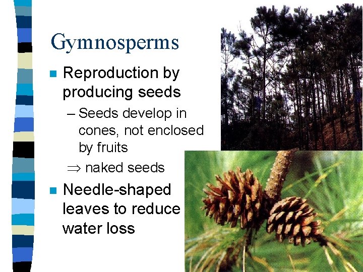 Gymnosperms n Reproduction by producing seeds – Seeds develop in cones, not enclosed by