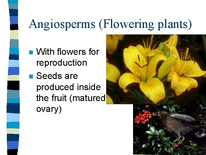 Angiosperms (Flowering plants) n n With flowers for reproduction Seeds are produced inside the