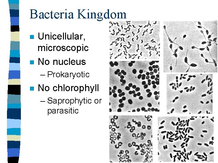 Bacteria Kingdom n n Unicellular, microscopic No nucleus – Prokaryotic n No chlorophyll –